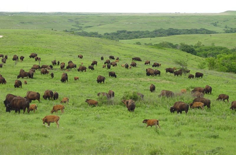 Bison on the prairie may gain more weight in years when droughts come in June or July.: Photograph courtesy of NSF Konza Prairie LTER Site